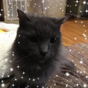 Meet your Posher, Ellen